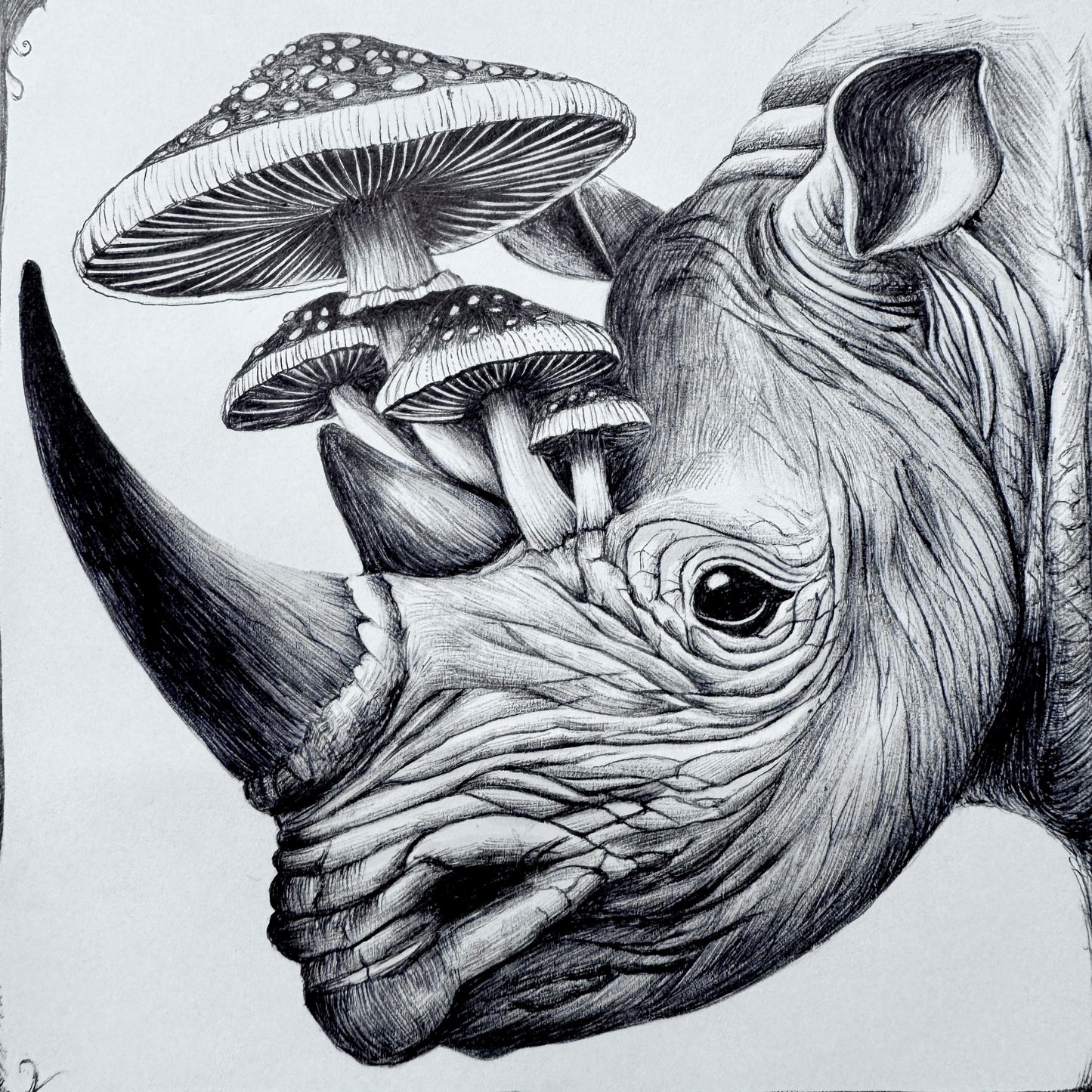Rhinoceros